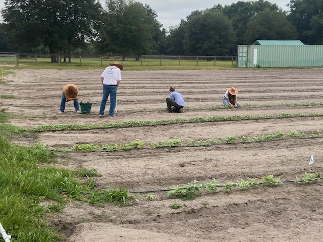 Voluntarios cuidando las hileras del huerto educativo de The Children’s Table en Williston