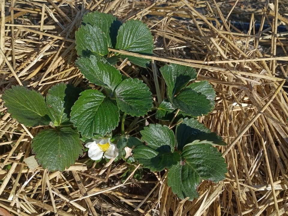 The Children's Table