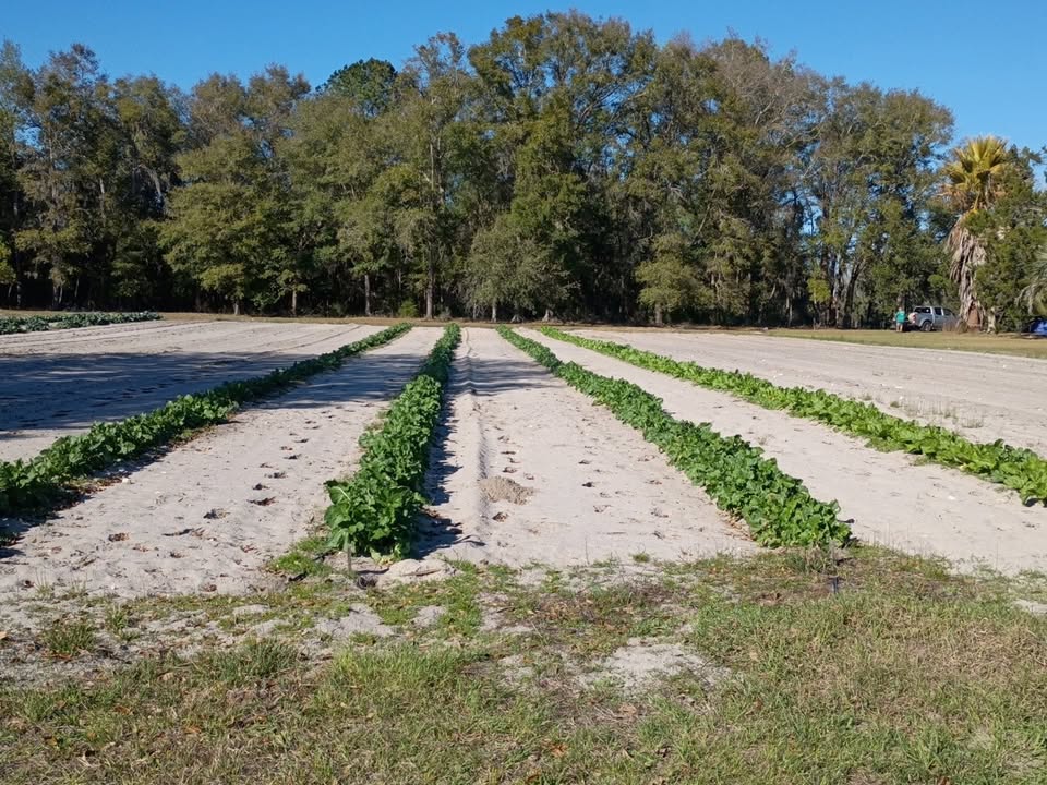 The Children's Table