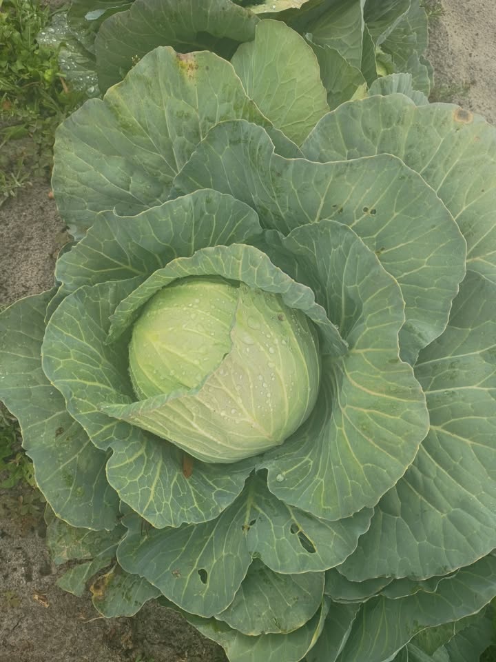The Children's Table
